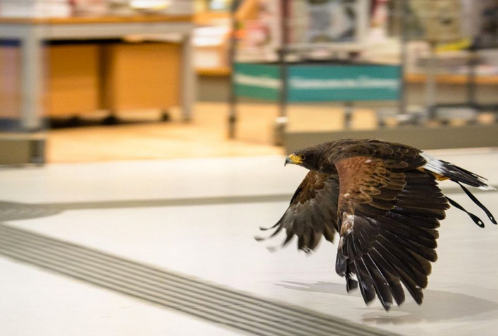 Greifvogel bei der Taubenvergrämung